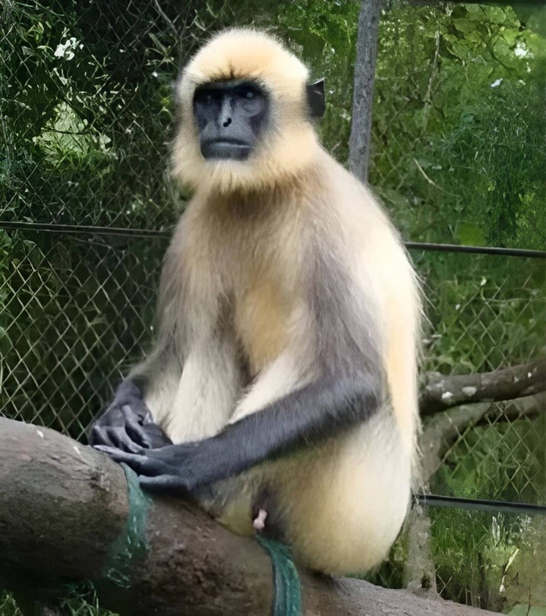 20 kişiyi öldürdü, her yerde aranıyordu, sonunda yakalandı! Katil maymuna hücre hapsi cezası verildi 5